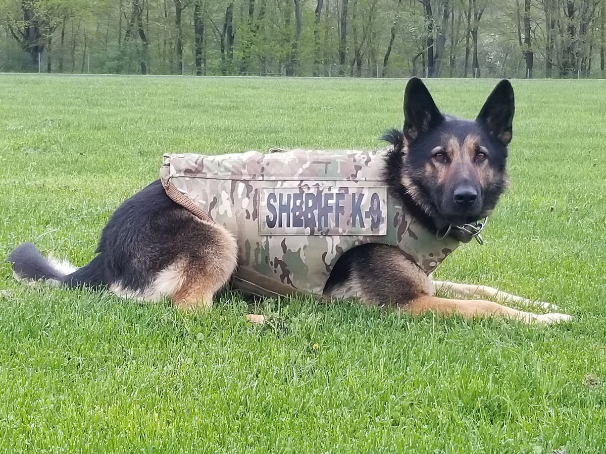 sheriff's K9 dog with a new body armor