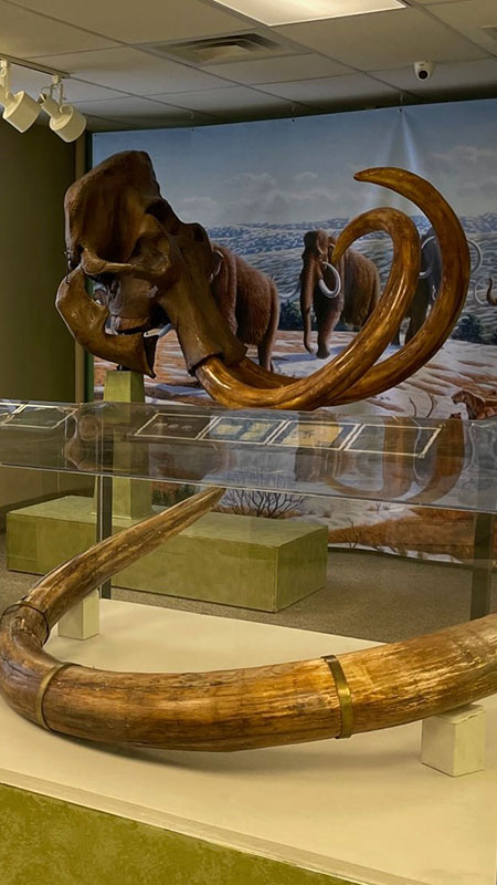 Mammoth at the Museum